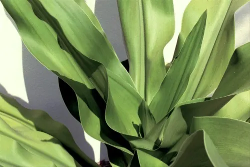 Green Leaf Close-up, organic, photographic, vibrant