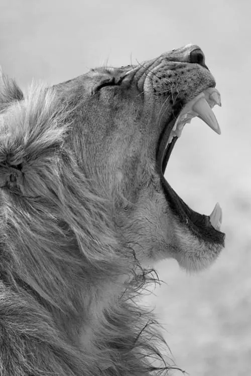 Roaring Wolf Close-up, monochrome, photographic, monochrome