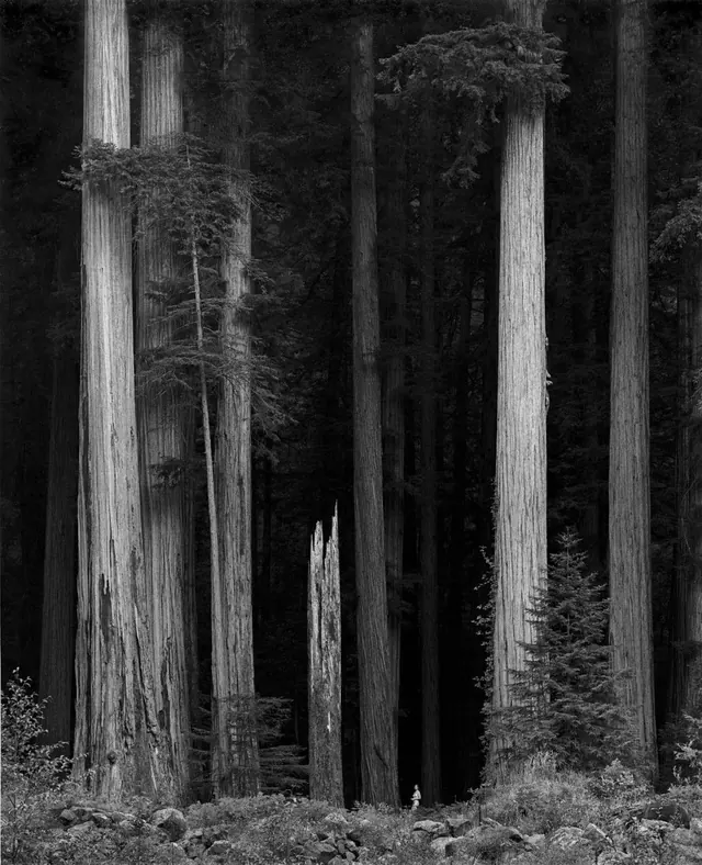 Monochrome Forest Photograph, monochrome, photographic, monochrome