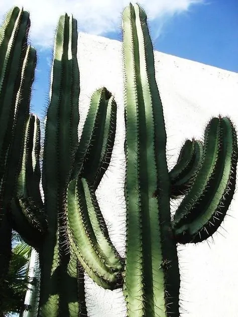 Cactus and Sky Composition, organic, photographic, vibrant