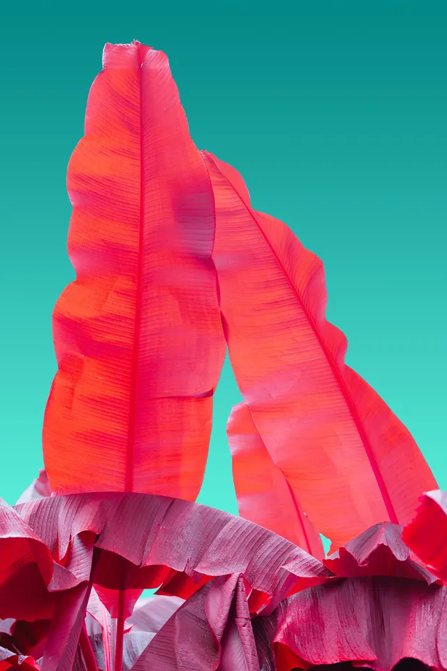 Abstract Organic Fabric Form, organic, abstract, high-contrast