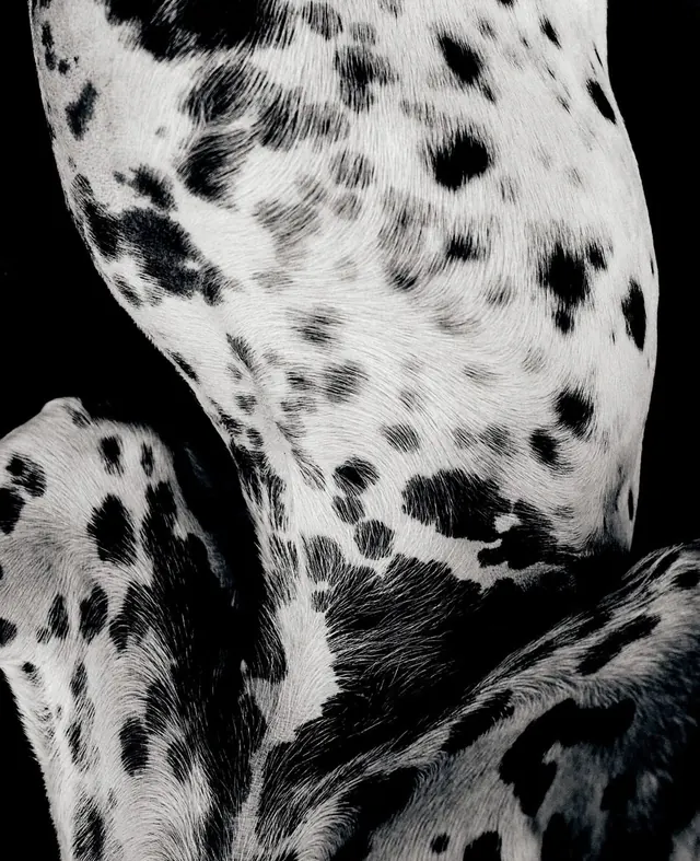 Monochrome Animal Print Texture, monochrome, organic, monochrome