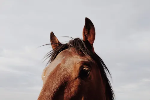 Horse Portrait, photographic, minimal, high-contrast