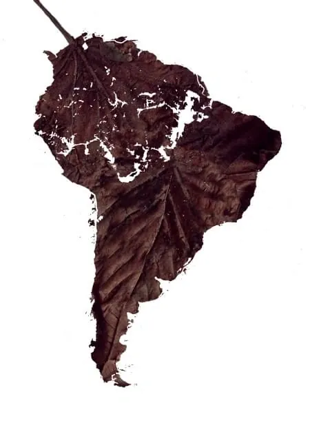Organic Leaf Texture, organic, monochrome, dark