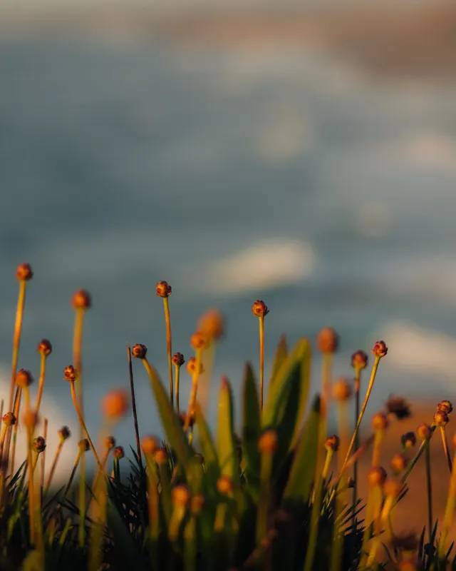 Golden Hour Meadow, photographic, organic, warm