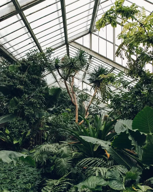 Indoor Greenhouse Interior, organic, photographic, earthy
