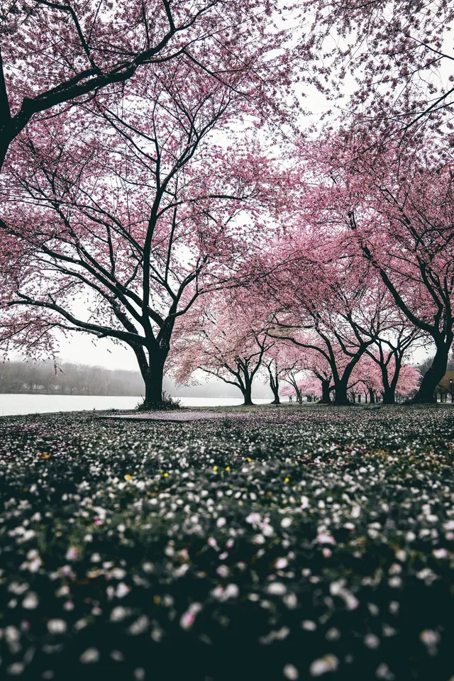 Pink Cherry Blossoms in Snow, photographic, organic, muted