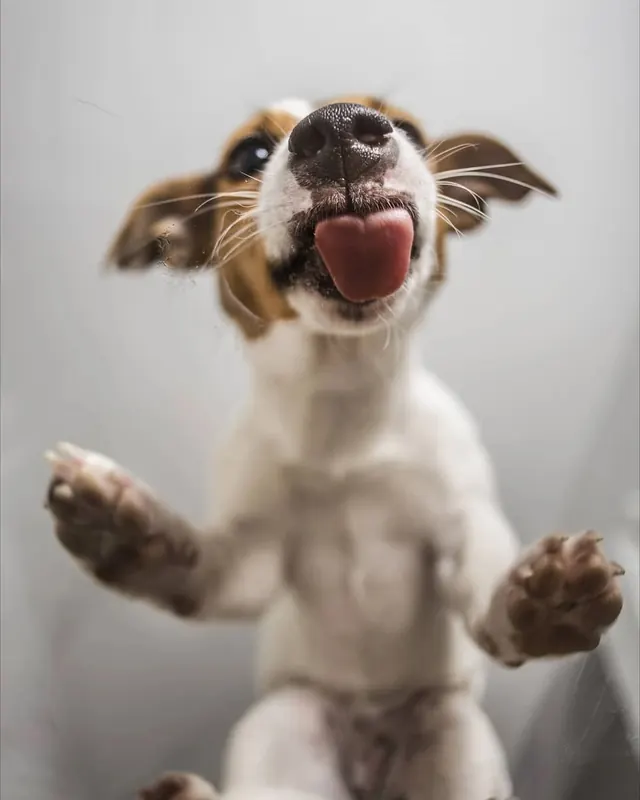 Dog Portrait, photographic, minimal, light