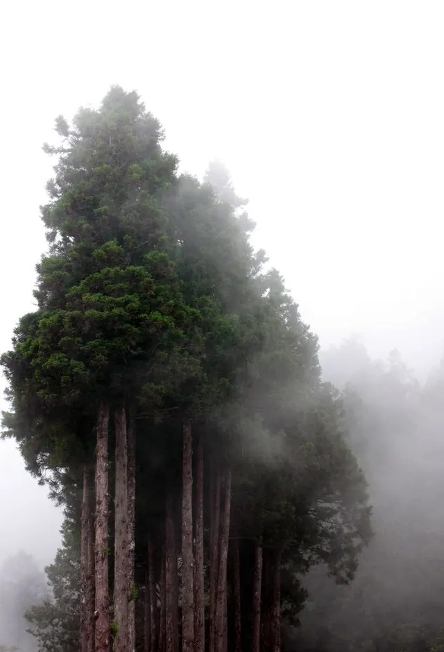 Misty Forest Landscape, minimal, photographic, monochrome