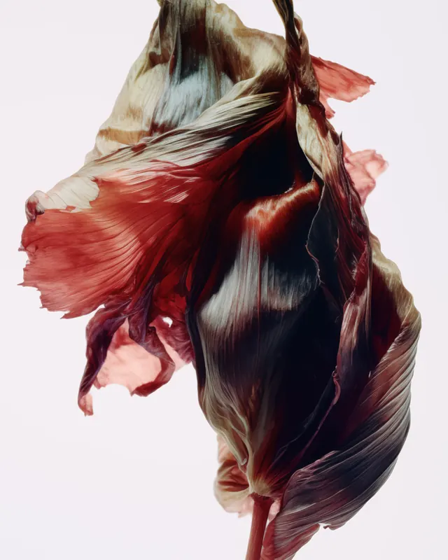 Abstract Fabric Sculpture, abstract, organic, dark