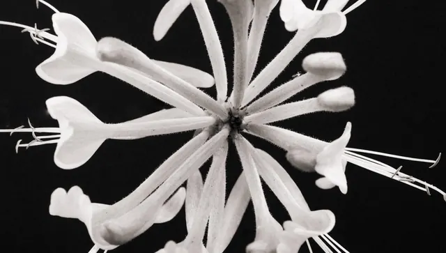 White Floral Macro, minimal, organic, monochrome