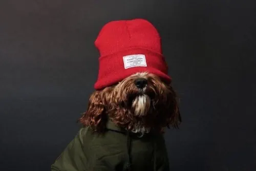 Dog in Winter Apparel, photographic, minimal, dark