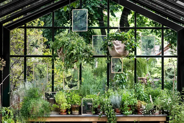Greenhouse Interior Scene, organic, photographic, earthy