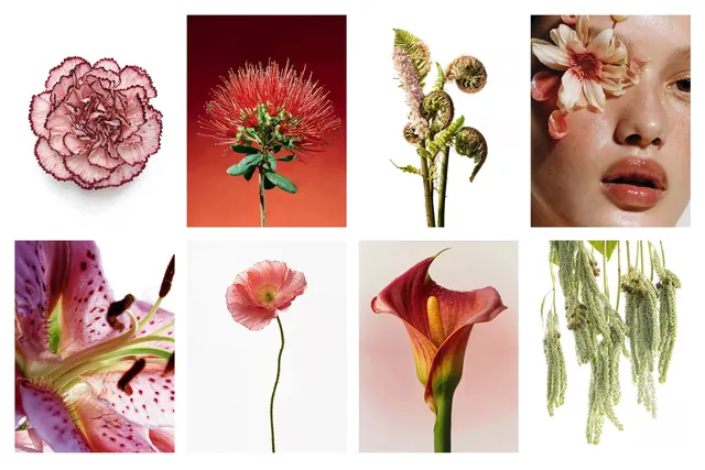 Botanical Line Art and Photography Collection, minimal, line-art, muted