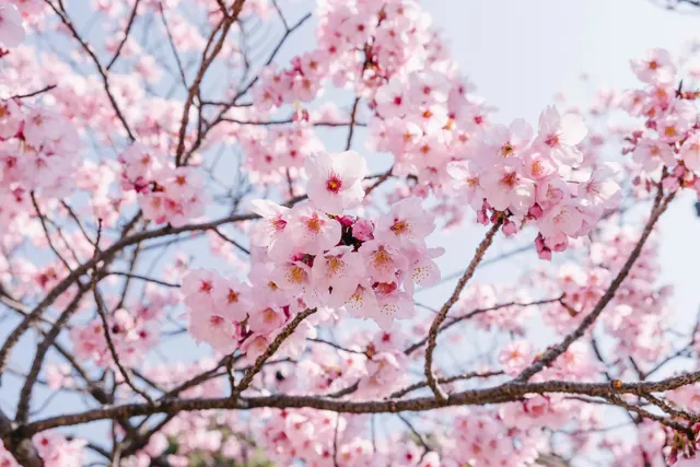 Pink Cherry Blossoms, organic, photographic, muted