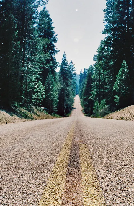 Forest Road Perspective, minimal, photographic, muted