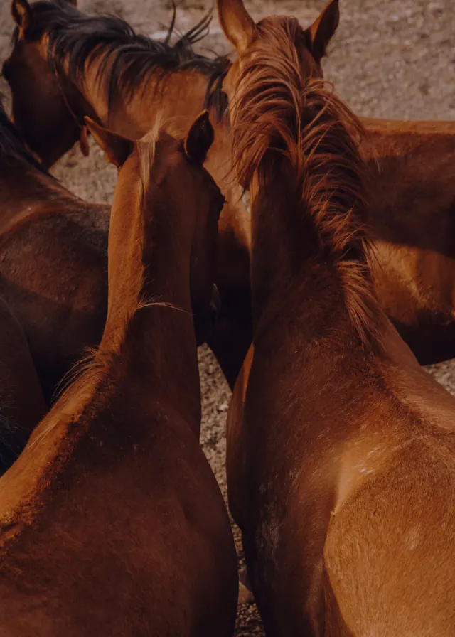 Close-up of Horses, photographic, organic, warm