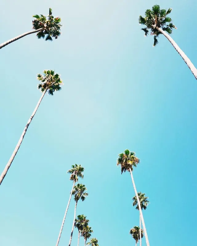 Palm Trees Against Blue Sky, minimal, photographic, light