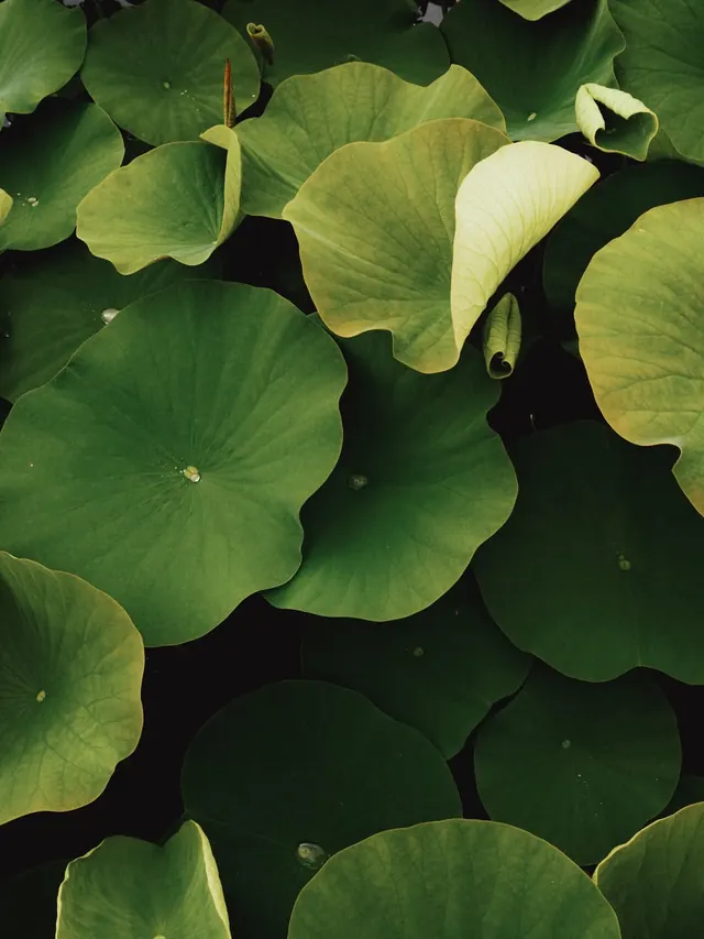 Lily Pad Pattern, organic, flat, earthy
