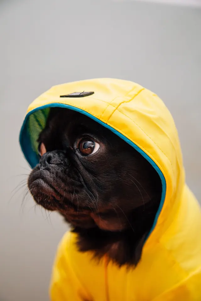 Pug in Yellow Raincoat, photographic, minimal, vibrant