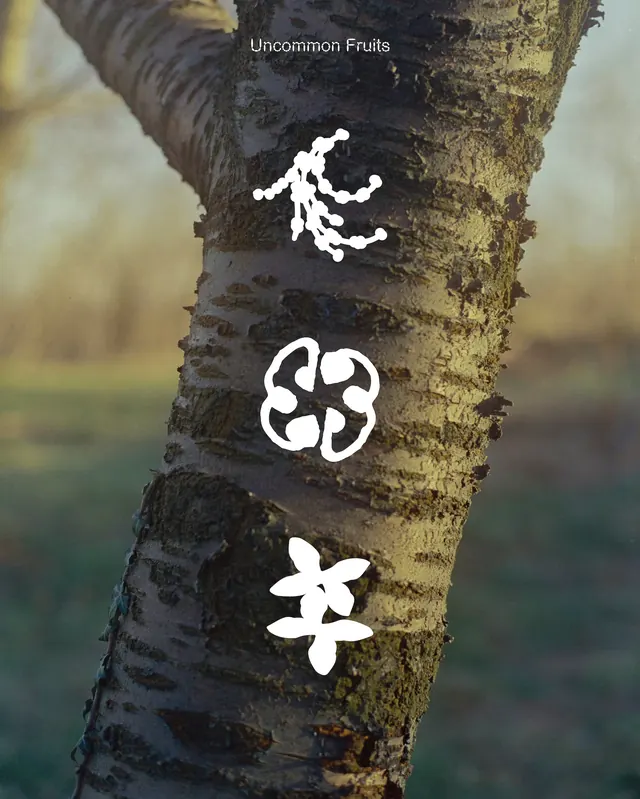 Organic white icon set on tree bark, minimal, organic, monochrome