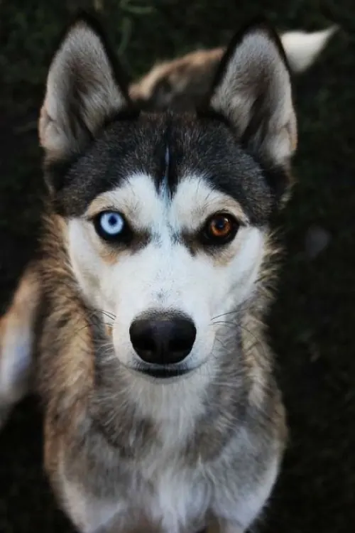 Heterochromatic Husky Portrait, photographic, dark-mode, dark