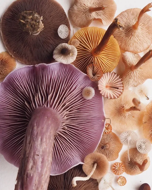 Mushroom Macro Collage, organic, maximalist, warm