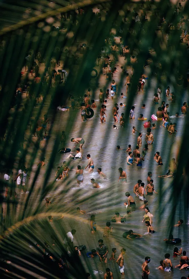 Tropical Palm Leaf with Abstract Accents, organic, maximalist, dark