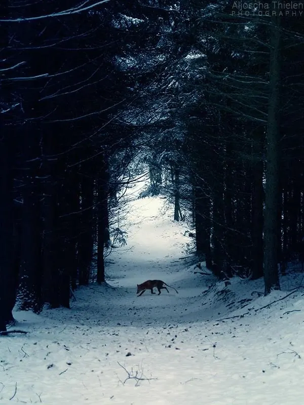 Snowy Forest Path, photographic, minimal, monochrome