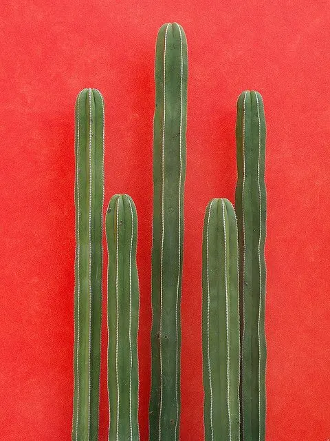 Vertical Cactus Illustration, minimal, flat, vibrant