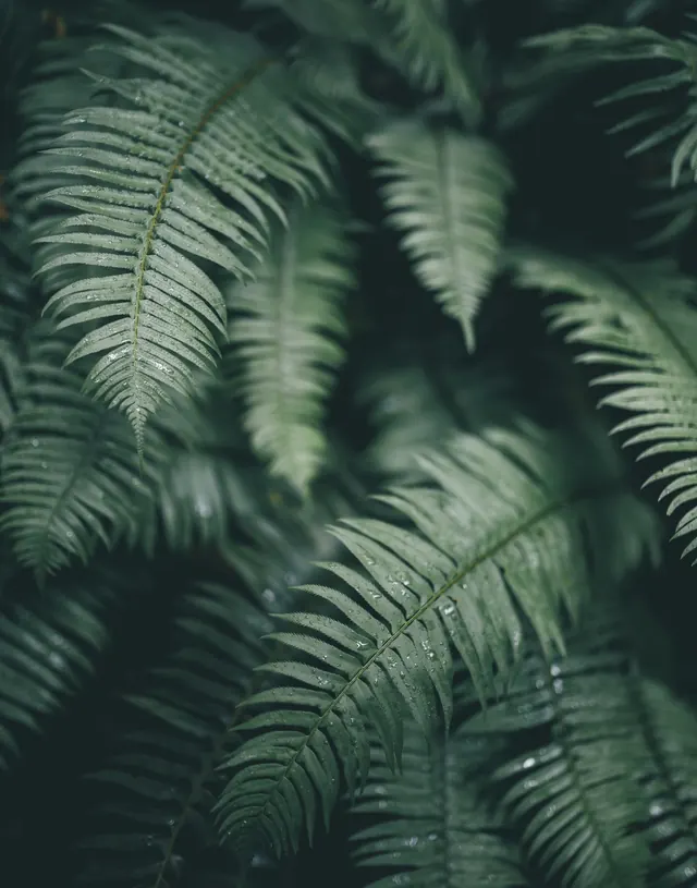Fern Leaf Close-up, organic, photographic, dark
