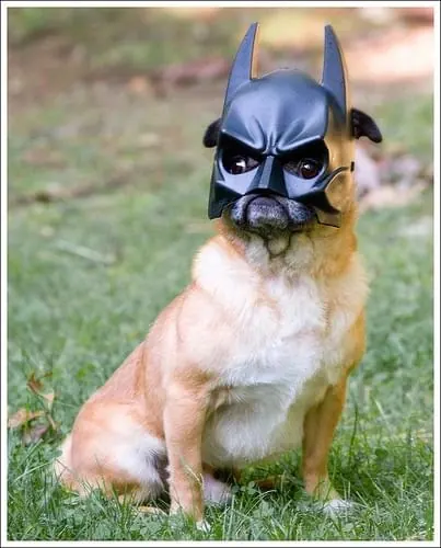 Dog in Batman Mask, photographic, high-contrast