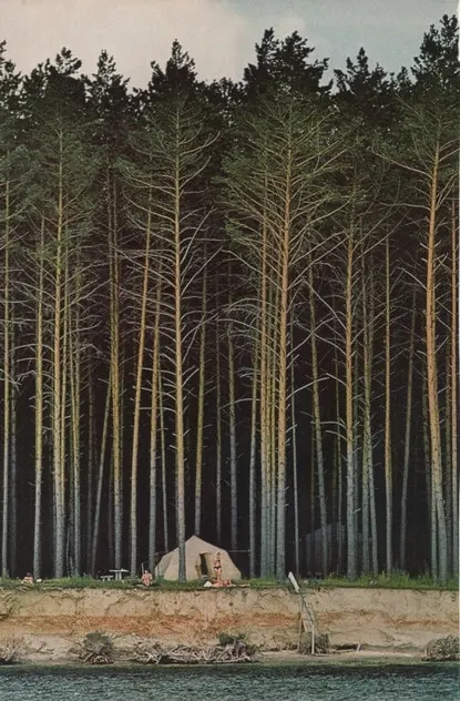 Forest Landscape Painting, organic, flat, earthy