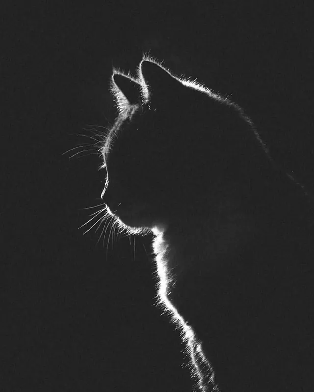 Glowing Cat Silhouette, minimal, monochrome, high-contrast