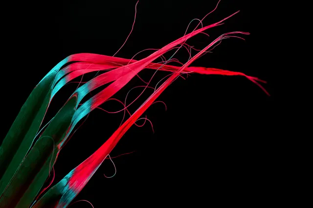 Abstract Fiber Motion