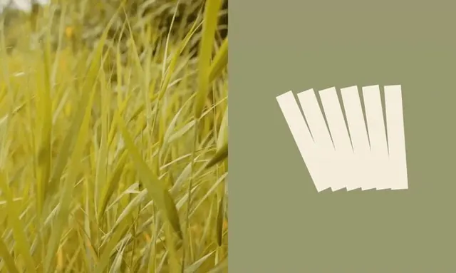 Split composition with organic plant texture and geometric fan shape, minimal, geometric, warm