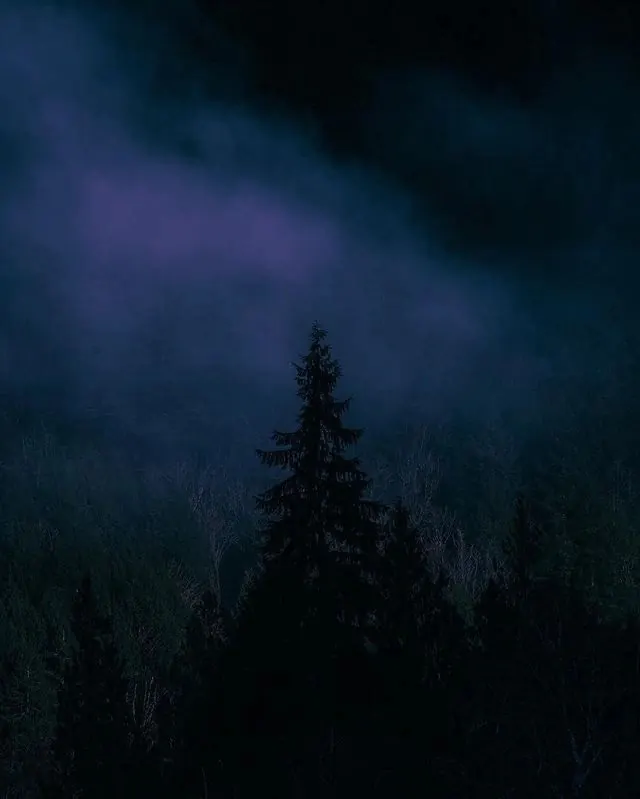 Misty Forest at Night, photographic, dark-mode, dark
