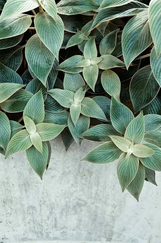 Green Foliage Wall, organic, minimal, muted