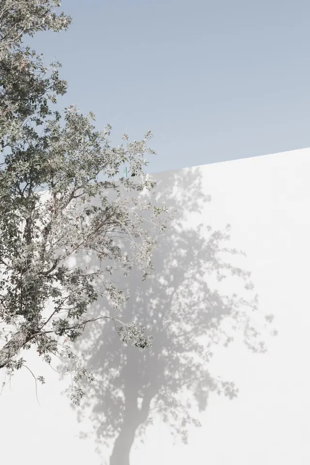 Tree Shadow Projection, minimal, light-mode, light