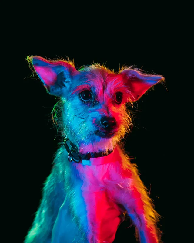 Neon Dog Portrait, dark-mode, vibrant
