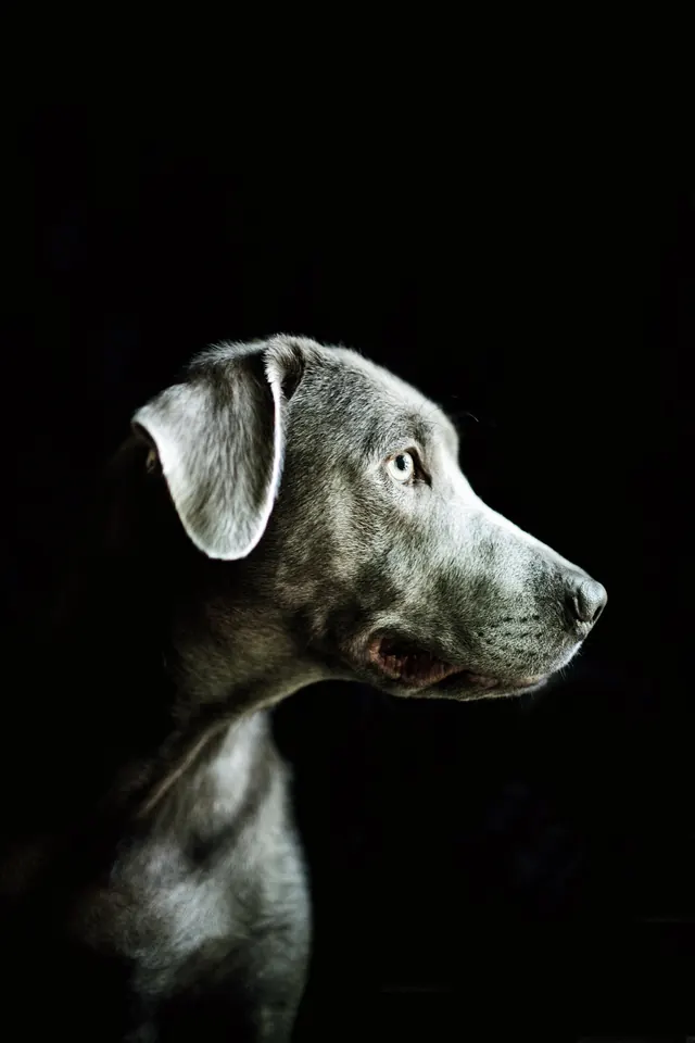 Dog Portrait in Shadow, monochrome, photographic, monochrome
