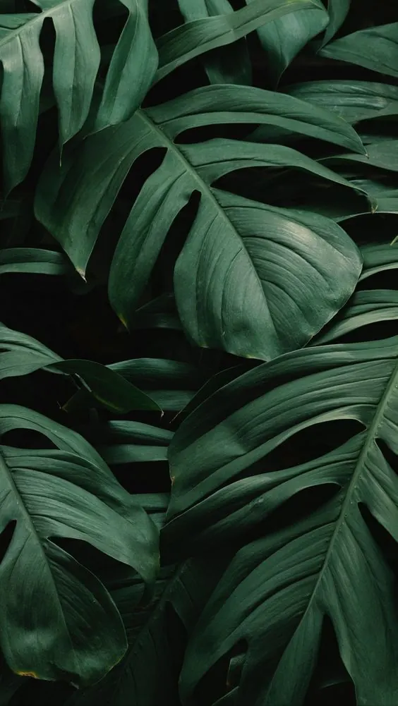 Monstera Leaf Pattern, organic, minimal, dark