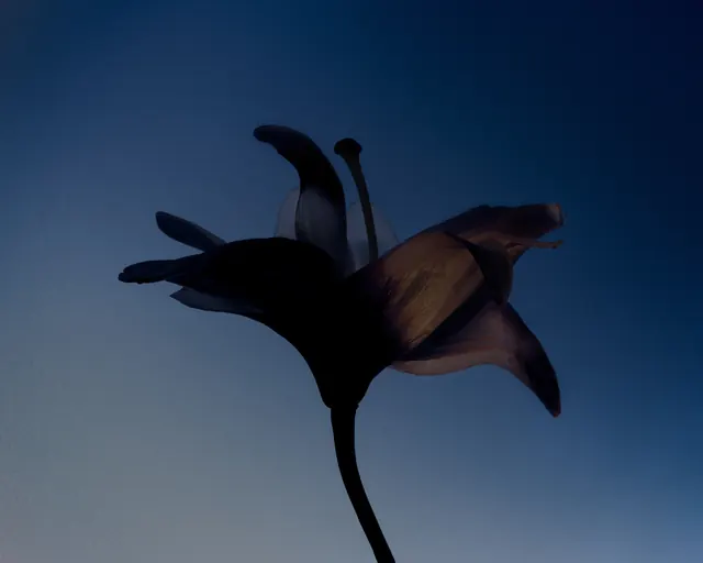 Silhouette of a Flower, minimal, abstract, dark