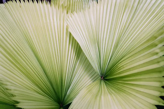 Fan Palm Leaf Texture, organic, minimal, muted