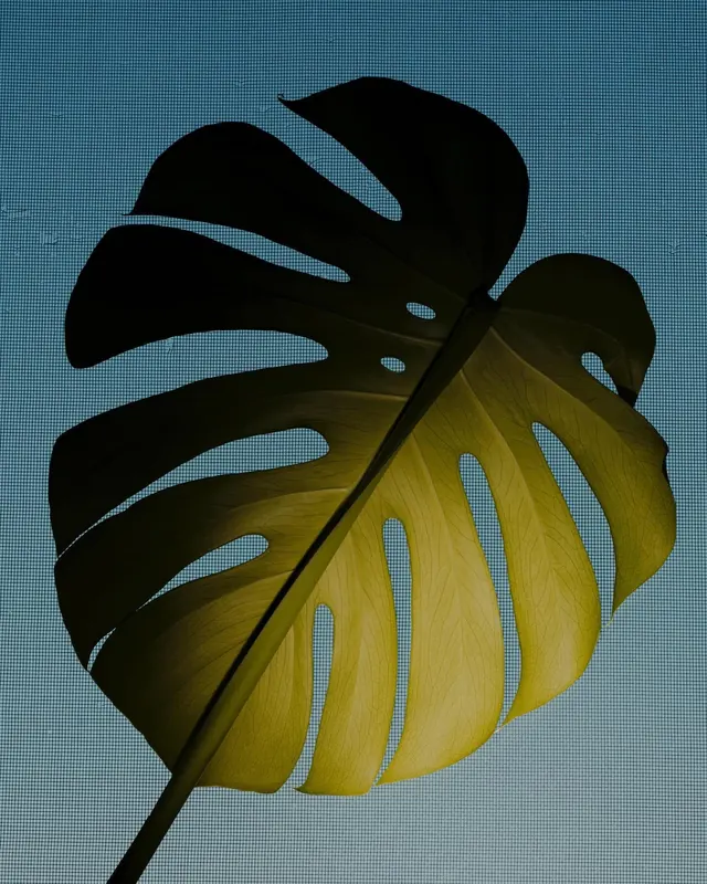 Monstera Leaf Graphic, minimal, geometric, high-contrast