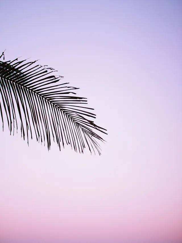 Palm Silhouette Gradient, minimal, gradient-heavy, muted