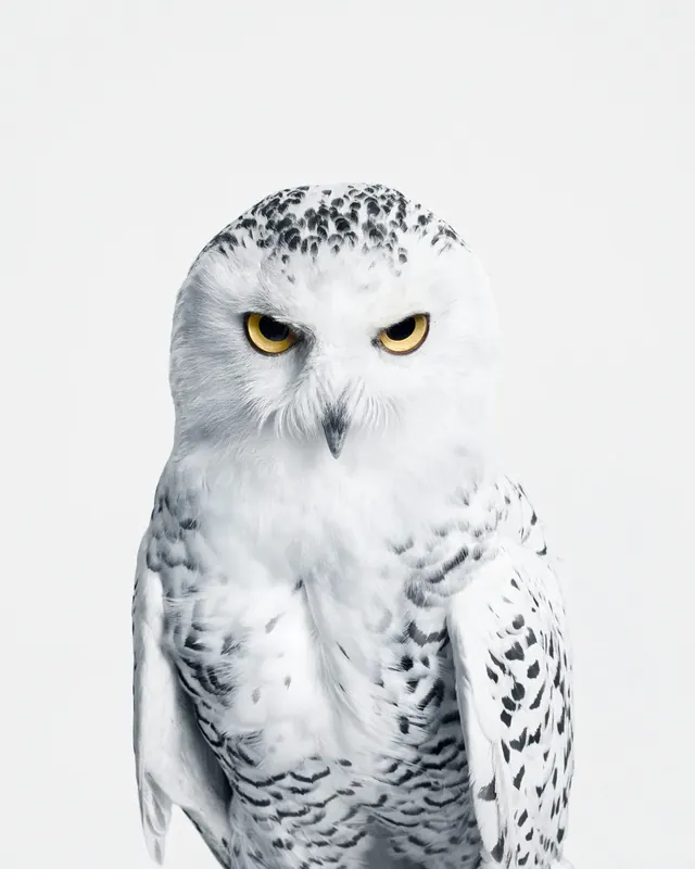 n8oMKyV, photographic, neutral