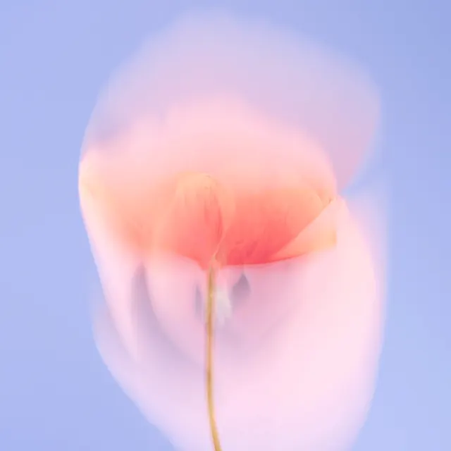 Soft-focus floral 3D render, 3d-render, gradient-heavy, pastel