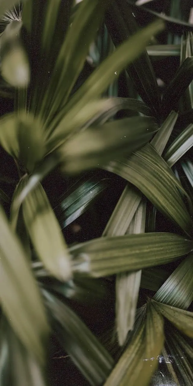 Palm Leaf Close-up, organic, photographic, earthy
