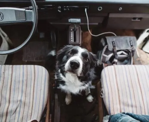 Dog in Car Interior, photographic, monochrome